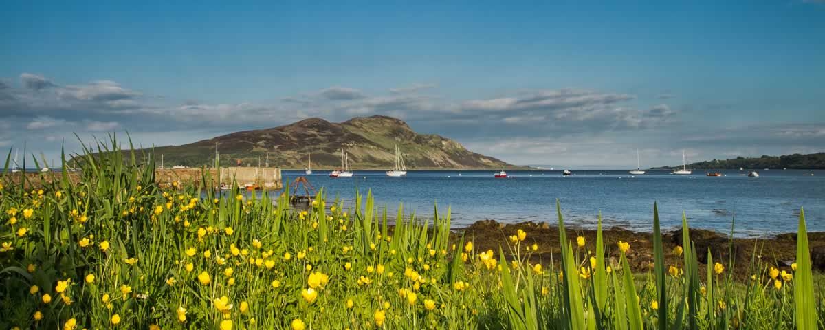 Buttercups in Lamlash